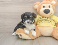 8 week old Aussiechon Puppy For Sale - Premier Pups