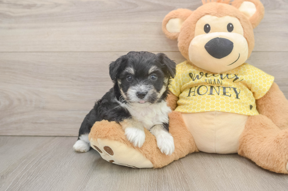 5 week old Aussiechon Puppy For Sale - Premier Pups