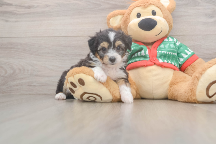 Best Aussiechon Baby