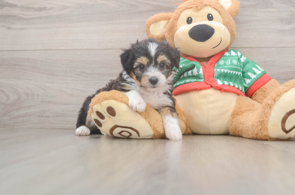 5 week old Aussiechon Puppy For Sale - Premier Pups