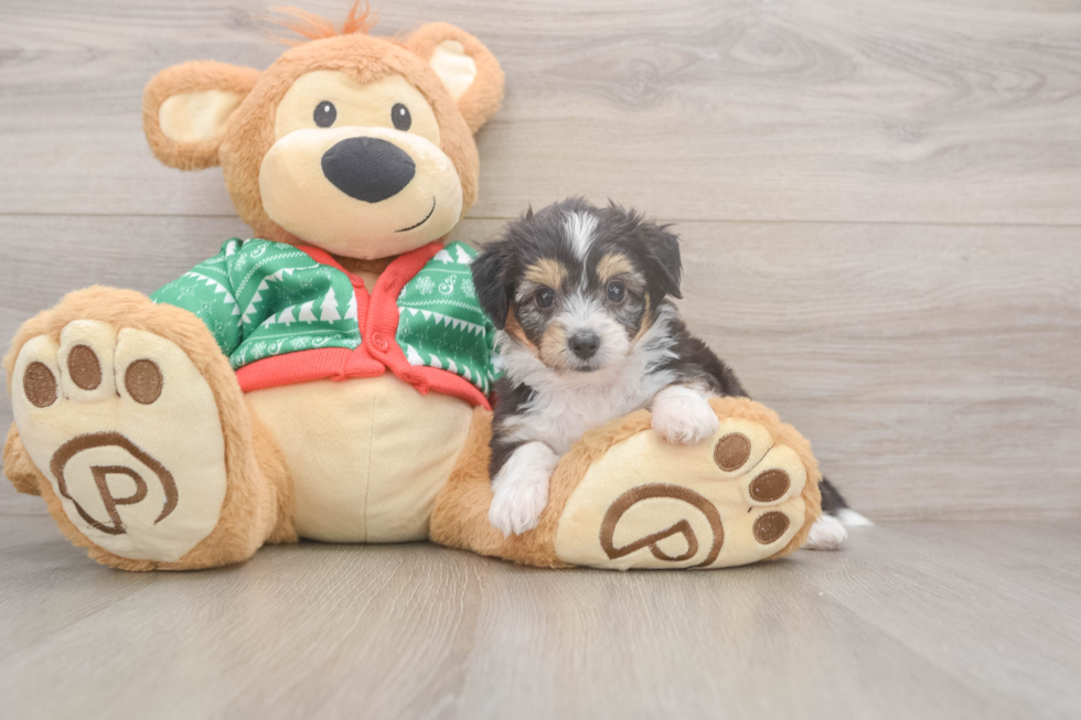 Aussiechon Pup Being Cute