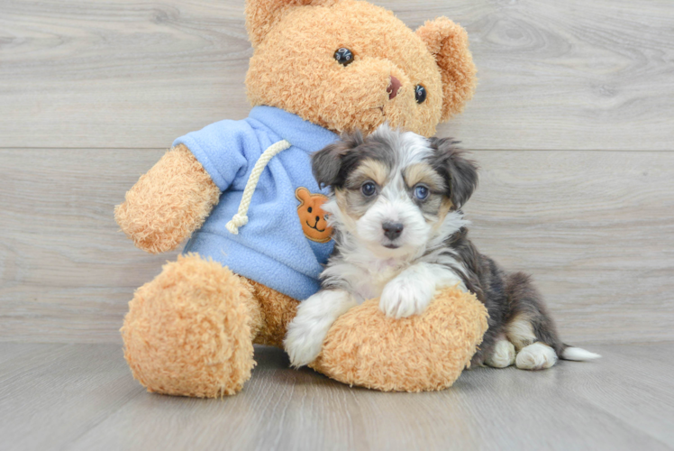 Aussiechon Pup Being Cute