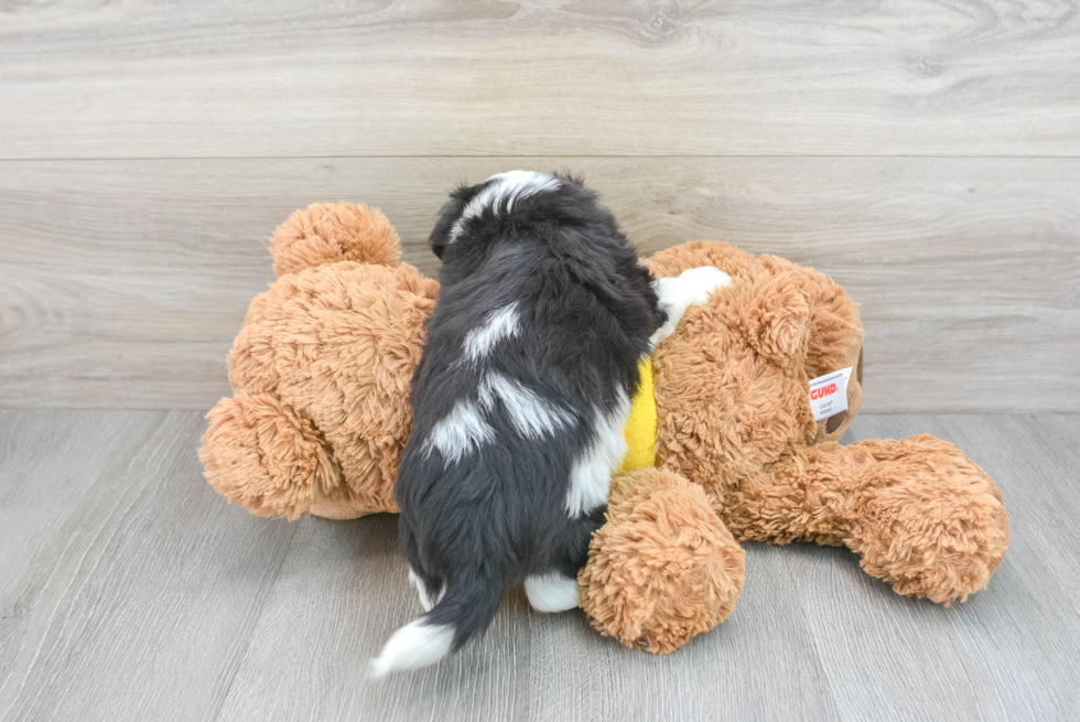 Adorable Australian Designer Puppy