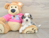 6 week old Aussiechon Puppy For Sale - Premier Pups