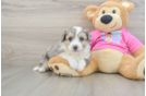 Energetic Aussie Bichon Designer Puppy