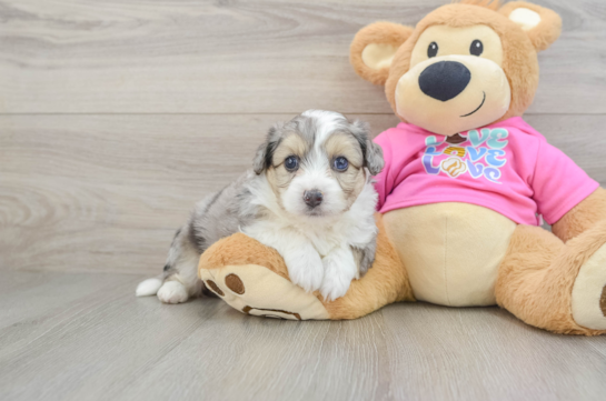 Energetic Aussie Bichon Designer Puppy