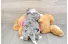 Best Aussiechon Baby