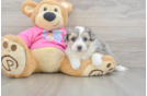 Aussiechon Pup Being Cute