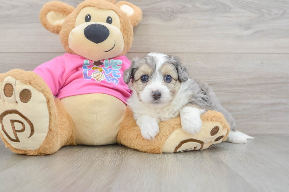 Aussiechon Pup Being Cute