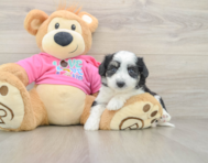 6 week old Aussiechon Puppy For Sale - Premier Pups