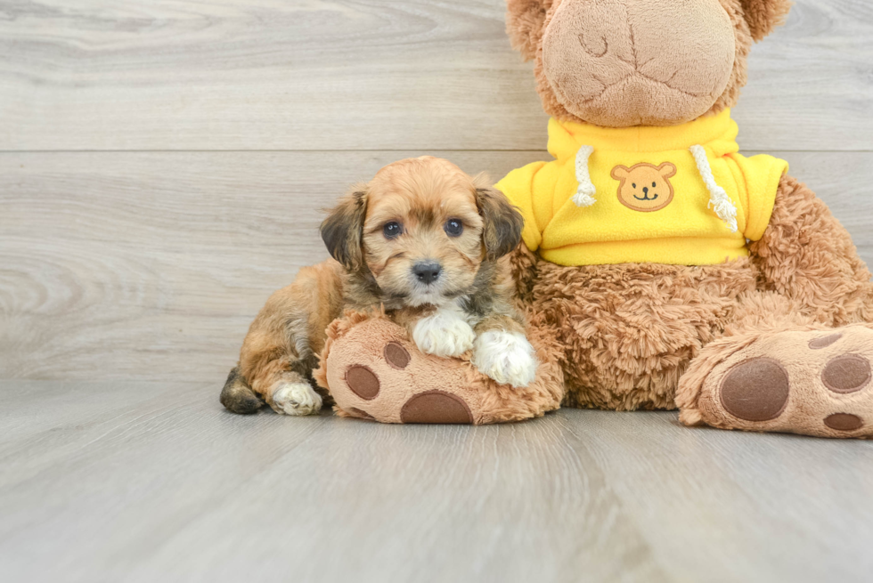 Adorable Aussie Bichon Designer Puppy