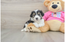 Aussiechon Pup Being Cute