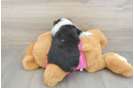 Aussiechon Pup Being Cute