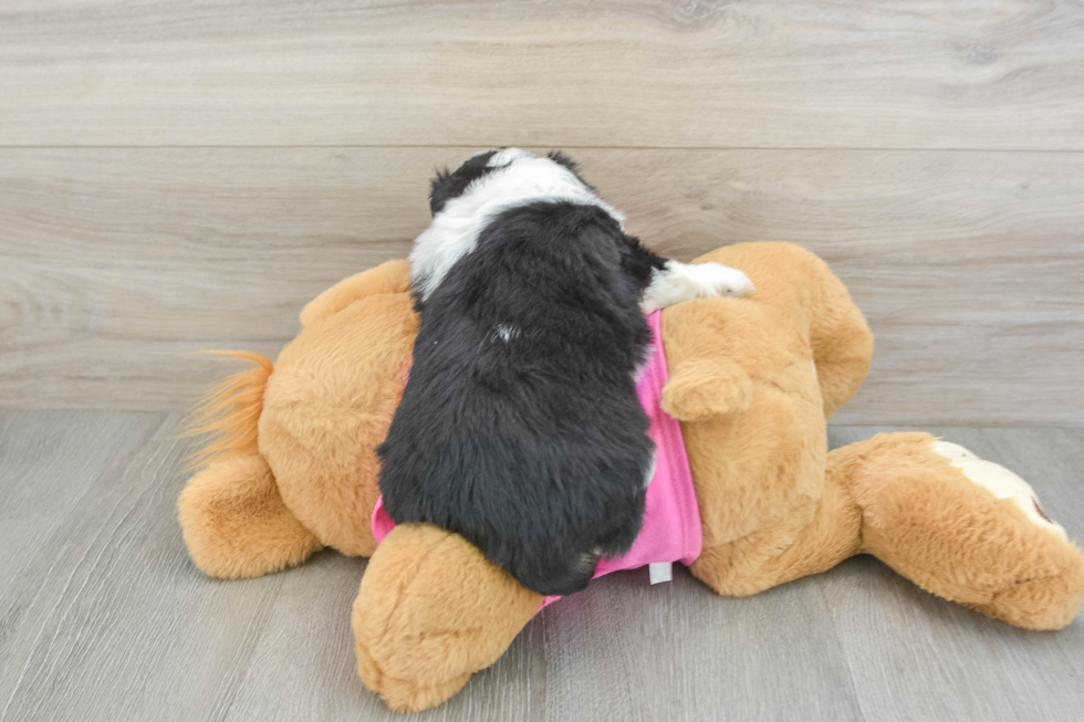 Aussiechon Pup Being Cute