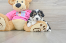 Smart Aussiechon Designer Pup