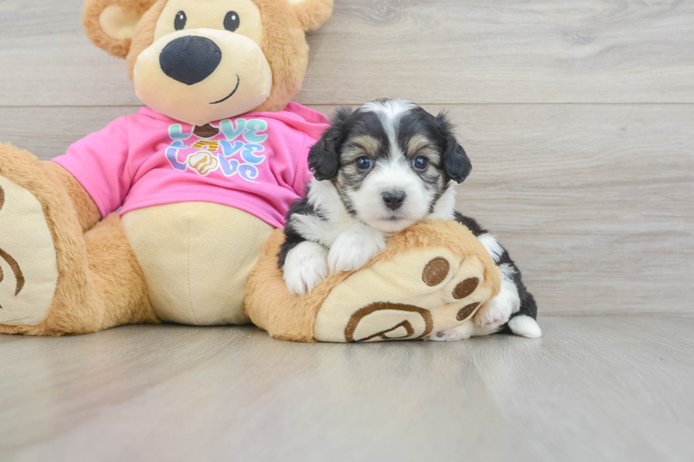 Smart Aussiechon Designer Pup