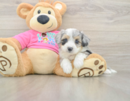 5 week old Aussiechon Puppy For Sale - Premier Pups