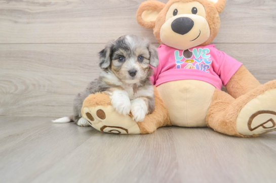 Aussiechon Puppy for Adoption