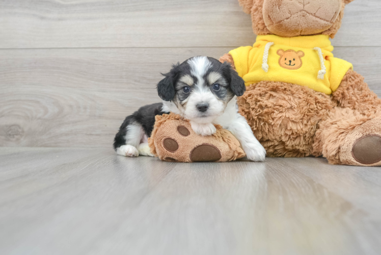 Hypoallergenic Australian Designer Puppy