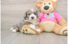 Fluffy Aussiechon Designer Pup