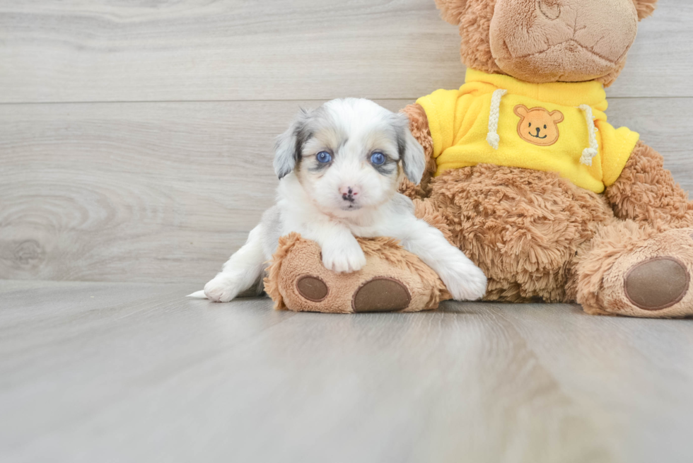 Playful Australian Designer Puppy