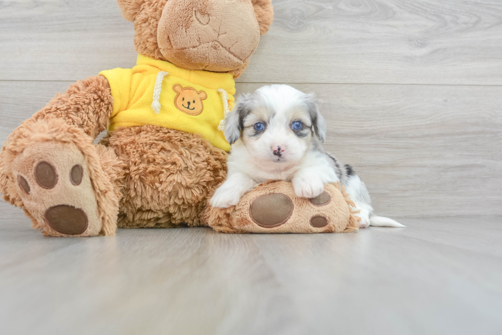 Aussiechon Pup Being Cute