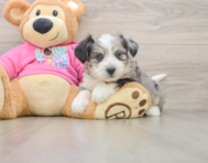 7 week old Aussiechon Puppy For Sale - Premier Pups