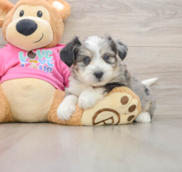 9 week old Aussiechon Puppy For Sale - Premier Pups