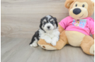 Popular Aussiechon Designer Pup