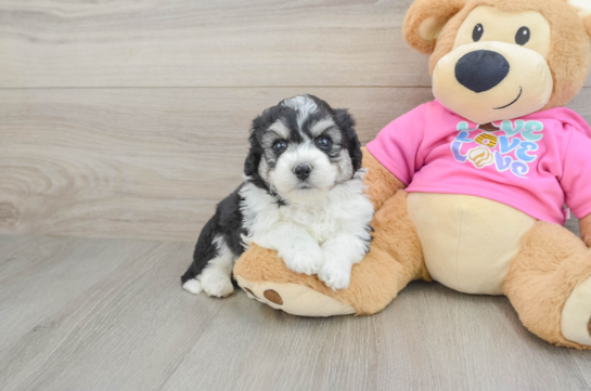 Popular Aussiechon Designer Pup