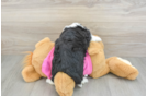 Hypoallergenic Aussie Bichon Designer Puppy