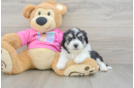 Aussiechon Pup Being Cute