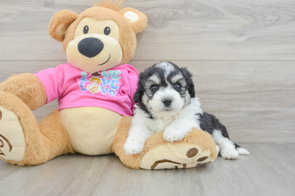 Aussiechon Pup Being Cute