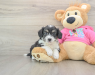 7 week old Aussiechon Puppy For Sale - Premier Pups