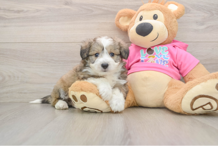 Aussiechon Puppy for Adoption