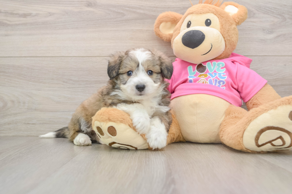 Aussiechon Puppy for Adoption