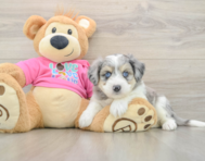 6 week old Aussiechon Puppy For Sale - Premier Pups
