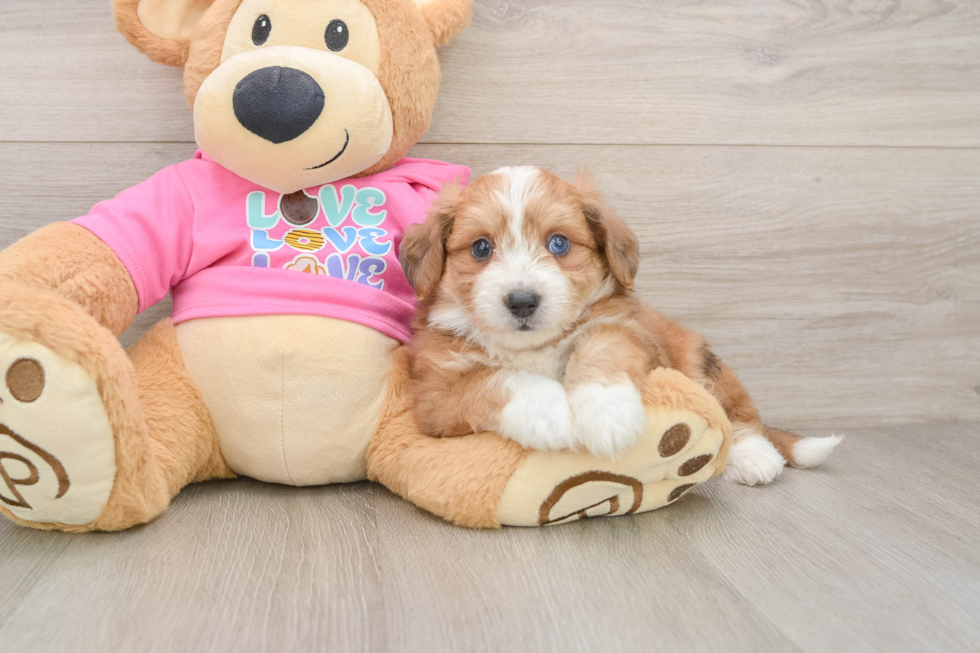Aussiechon Puppy for Adoption