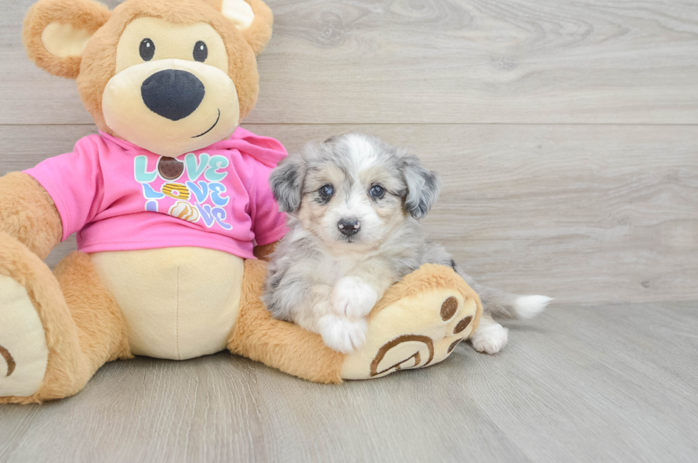 6 week old Aussiechon Puppy For Sale - Premier Pups