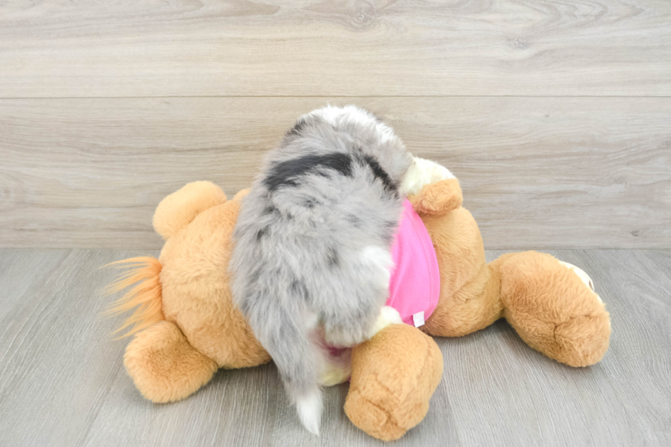 Petite Aussiechon Designer Pup