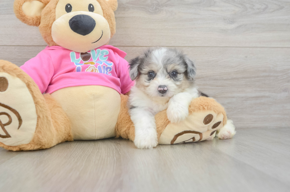 5 week old Aussiechon Puppy For Sale - Premier Pups