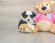 7 week old Aussiechon Puppy For Sale - Premier Pups
