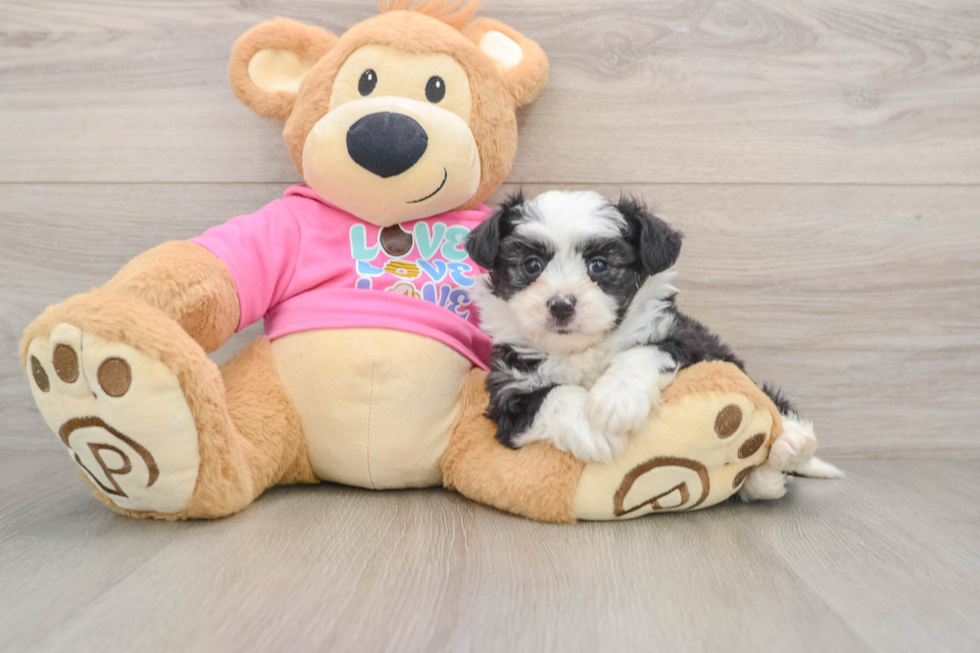 Sweet Aussiechon Baby