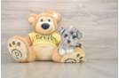 Hypoallergenic Aussie Bichon Designer Puppy