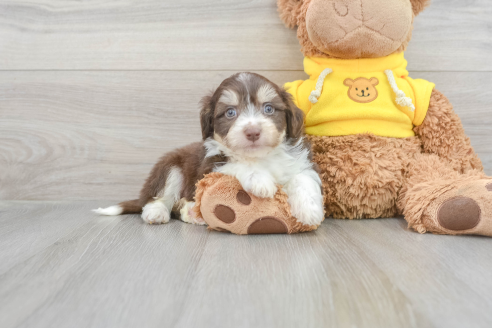 Aussiechon Puppy for Adoption