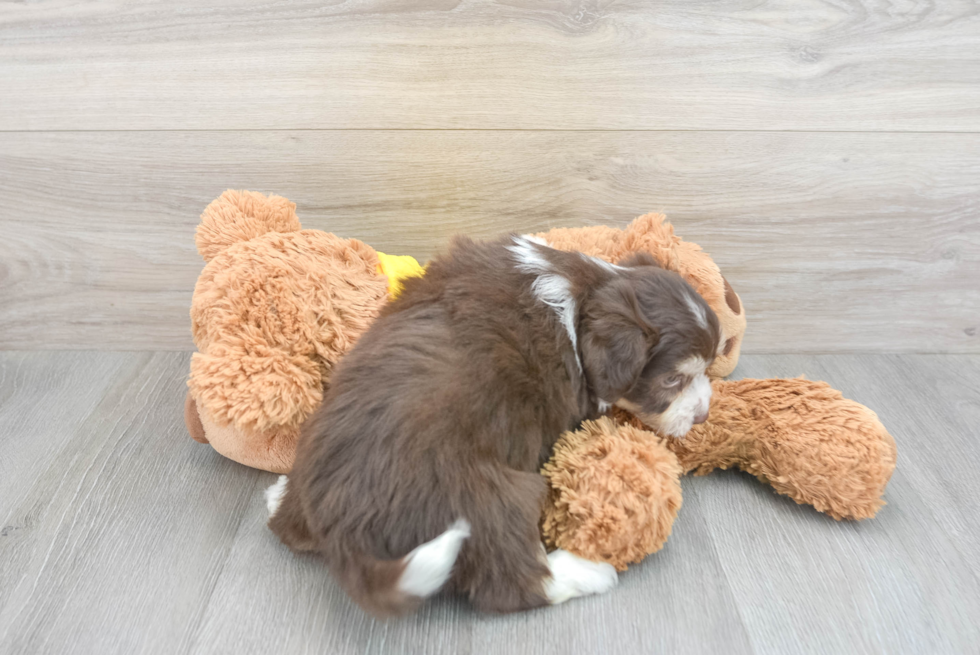 Aussiechon Pup Being Cute