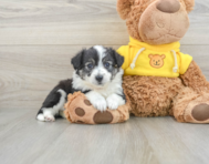 7 week old Aussiechon Puppy For Sale - Premier Pups