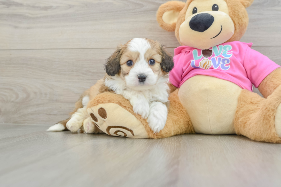 Aussiechon Puppy for Adoption