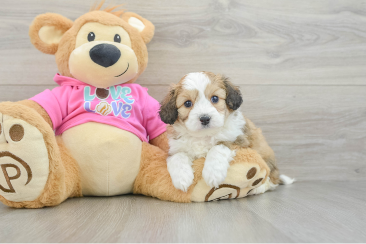 Smart Aussiechon Designer Pup