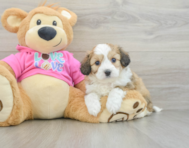 5 week old Aussiechon Puppy For Sale - Premier Pups